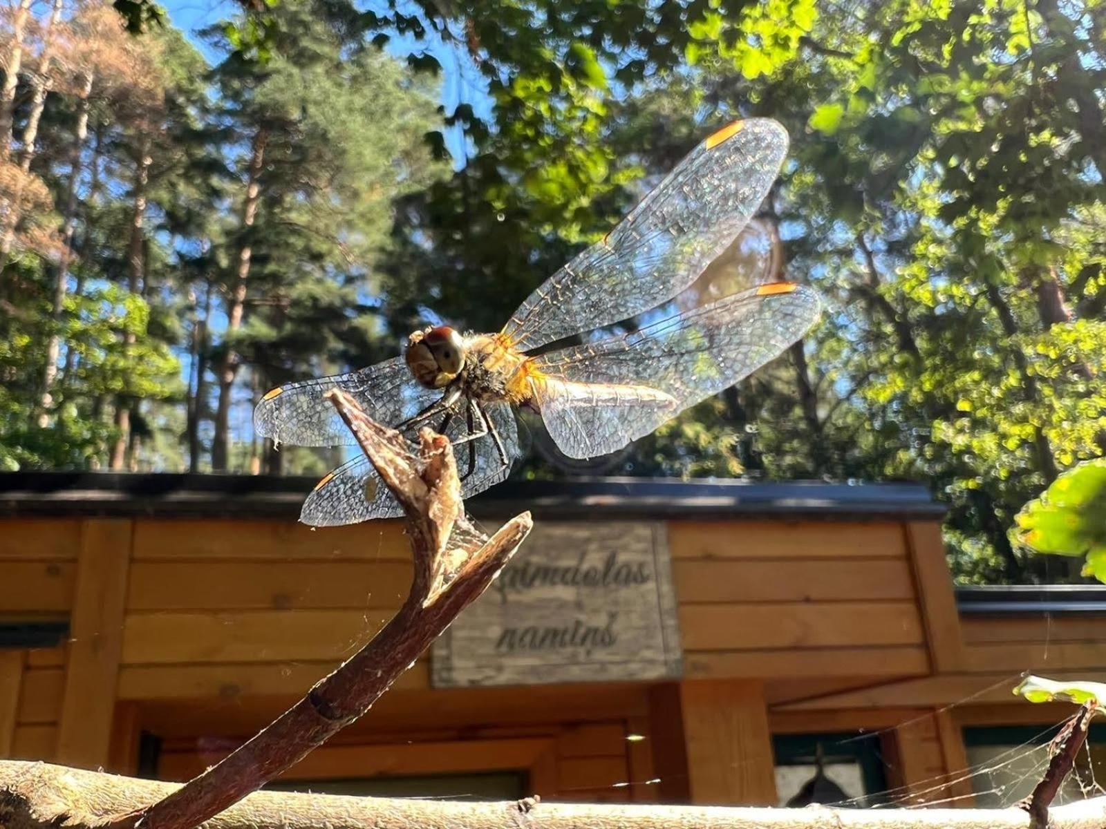 Kempings Ezerpriedes Burtnieki  Bagian luar foto